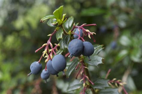 burberry fruits|can you eat barberry berries.